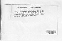 Asteromella pruni-mahaleb image